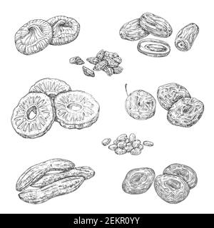 Getrocknete Früchte und kandierte Beeren isolierte Skizzen. Vektor monochrome Ananas und Banane, damson Frucht und Feigen. Rosinen und Pflaumen, Aprikosen, Dattel, Stock Vektor