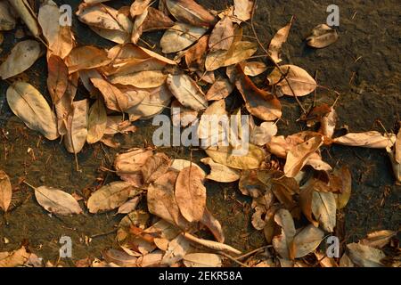 Arbutus Blätter (Arbutus menzierii) auf dem Waldboden, Russell Island, British Columbia, Kanada Stockfoto