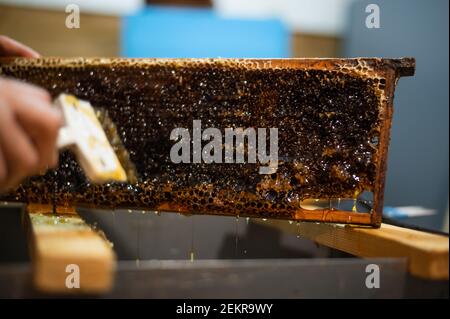 Die Waben mit dem Schaber von Hand aufdecken, Honigernte. Stockfoto