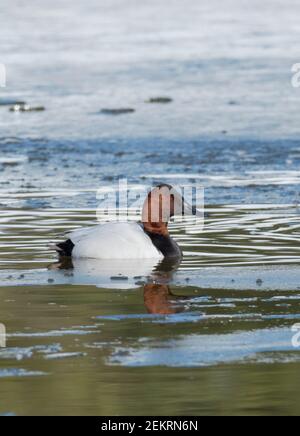 Canvasback (Aythya valisineria) Schwimmen in eisigen Teich Stockfoto