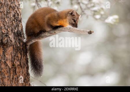 Amerikanischer Kiefernmarder, Yellowstone National Park Stockfoto