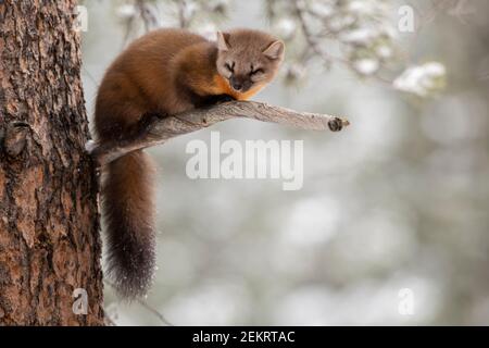 Amerikanischer Kiefernmarder, Yellowstone National Park Stockfoto