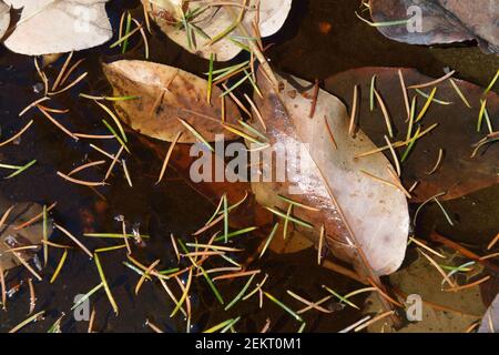 Arbutus Blätter und Tannennadeln, Russell Island, British Columbia, Kanada Stockfoto