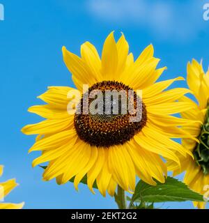 Eine riesige Sonnenblume (Helianthus giganteus) gegen einen schönen blauen Himmel in der Sommersonne. Stockfoto