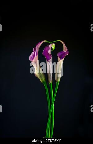 Drei Calla-Lilien Stockfoto