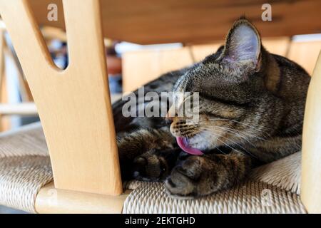 Nahaufnahme einer Katze, die ihre Hand in Yilan, Taiwan leckt Stockfoto
