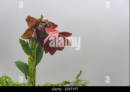 Ein riesiger Bananenbaum mit einer riesigen violetten Blume wächst in einem nebligen Hintergrund hoch. Stockfoto