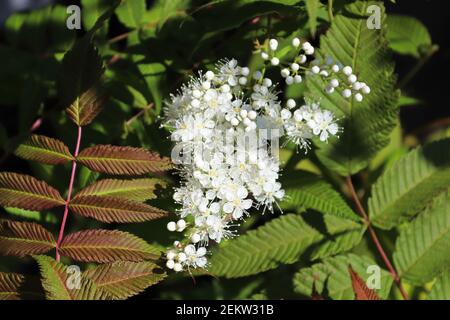 Ein Zweig von weißen Blüten auf einem Spirea Strauch Stockfoto