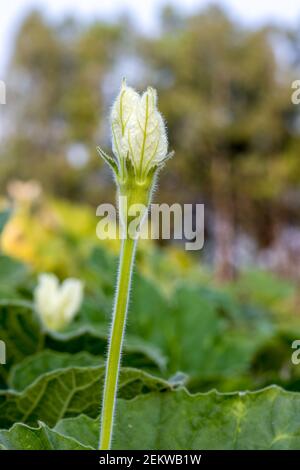 Flasche Kürbis weiße Blume blüht in einer Landwirtschaft Farm in Der Abend mit weichen Bokeh verwischen Hintergrund Stockfoto