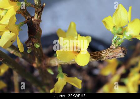 Nahaufnahme der gelben Blüten auf der Forsythia-Pflanze Stockfoto