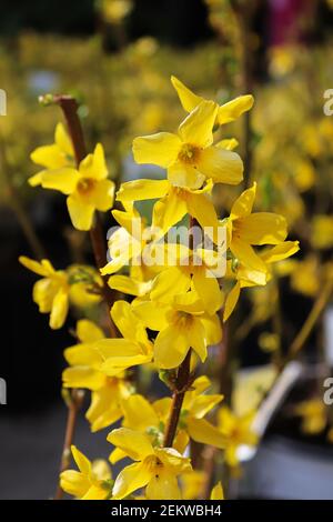 Vertikales Foto von Forsythia Sträuchern in voller Blüte Stockfoto