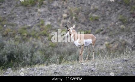 Auf einem Hügel im lamar-Tal im yellowstone-Nationalpark von wyoming, usa, steht eine Antilope mit einem Zaunghorn Stockfoto