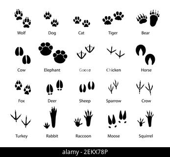 Tiere und Vögel Fußspuren, Vektorspuren von Wolf, Hund und Katze, Tiger und Bär mit Kuh und Elefant. Gans, Huhn, Pferd und Fuchs, Hirsch mit Shee Stock Vektor