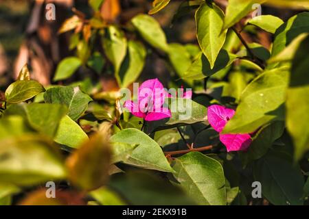 Selektive Aufnahme einer rosa blühenden Bougainvillea Blume Stockfoto