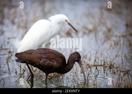 Der weiße Ibis (Plegadis chihi) ist ein Watvogel der ibis Familie Threskiornithidae. Merced National Wildlife Refuge, Kalifornien Stockfoto