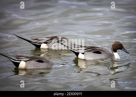 Pintail oder Northern pintail (Anas acuta) Enten im Merced National Wildlife Refuge, Kalifornien Stockfoto