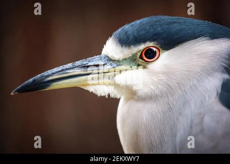 Der Schwarzkronen-Nachtreiher (Nycticorax nycticorax) oder Schwarzkappenreiher Stockfoto