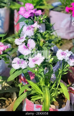 Selektive Fokusaufnahme der rosa und weißen Dianthus Blume (Dianthus chinensis) blüht im Garten Stockfoto