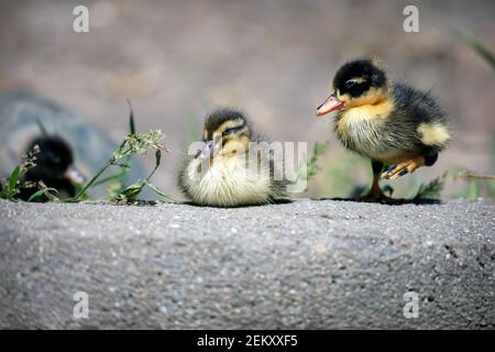 Hausenten oder Hausmandeln (Anas platyrhynchos domesticus) Stockfoto