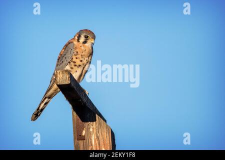 Ein männlicher amerikanischer Turmfalken (Falco sparverius) in Woodside Kalifornien Stockfoto