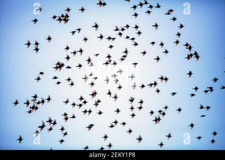 Ein Schwarm gewöhnlicher Stare (Sturnus vulgaris), auch bekannt als europäischer Star im Flug. Woodside, Kalifornien Stockfoto