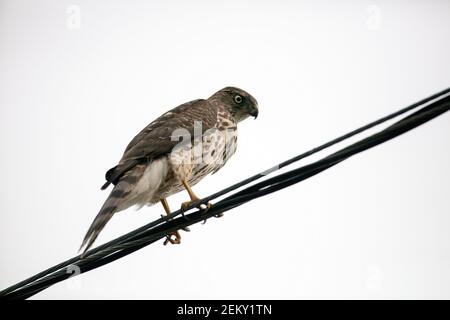 Ein junger Cooper's Hawk (Accipiter cooperii) in Palo Alto, Kalifornien Stockfoto