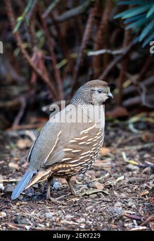 Eine kalifornische Wachtel (Callipepla californica) in Los Altos Hills, Kalifornien Stockfoto