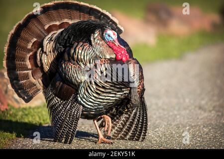 Ein männlicher wilder truthahn (Meleagris gallopavo) in Palo Alto California Stockfoto