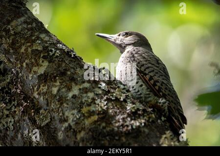 Ein nördlicher Flicker (Colaptes auratus) oder gewöhnlicher Flickerspecht in Ashland, Oregon Stockfoto