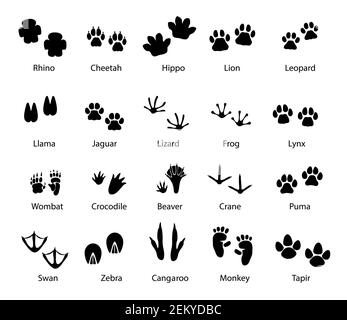 Tiere und Vögel Fußspuren, Vektorspuren von Wolf, Hund und Katze, Tiger ...