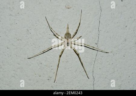 Baumstamm Spinne, Hersiliidae Familie, getarnt an der Wand, Klungkung, Bali, Indonesien Stockfoto