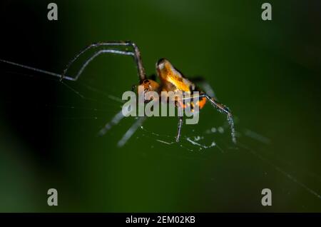 Birnenförmige Leukauge-Spinne, Opadometa fastigata, in Web, Klungkung, Bali, Indonesien Stockfoto