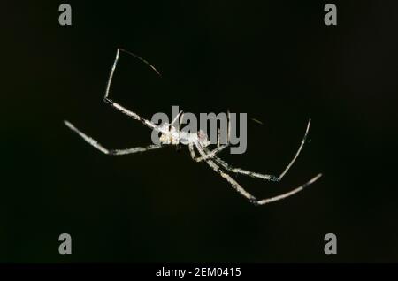 Kamm-footed Spider, Thwaitesia sp, on Web, Klungkung, Bali, Indonesien Stockfoto