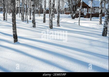 Winterlandschaft. Lange Schatten von Birken auf Schnee. Frostiges Winterwetter, viel Schnee. Schöne Aussicht auf einen Winterpark mit viel Schnee Stockfoto