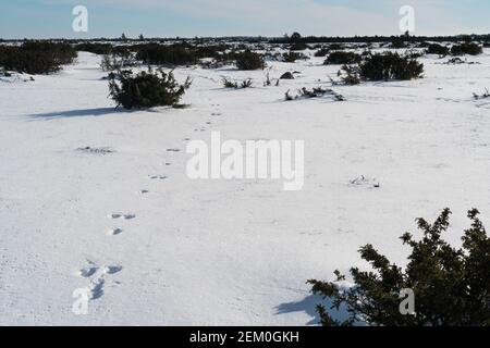Tierspuren im Schnee unter Wacholdern in einer Ebene Querformat Stockfoto