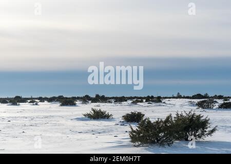 Wacholder i eine tolle Ebene Landschaft in der Wintersaison auf Die Insel Oland in Schweden Stockfoto