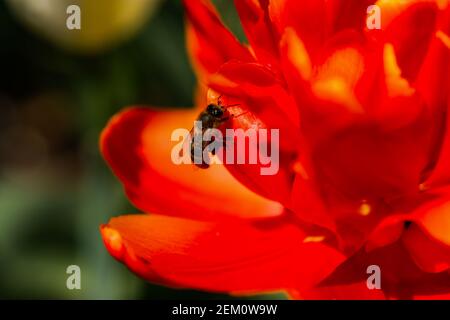 Biene auf einer roten Tulpe Nahaufnahme. Makrofotografie von Frühlingsblumen. Eine helle Tulpe blühte im Garten. Ein warmer Frühlings-Sonnentag. Insekten bestäuben den Fluss Stockfoto