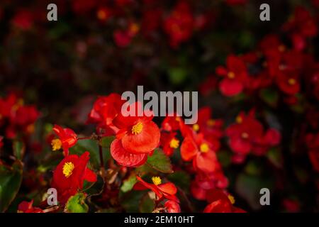 Begonia rot lat. Begonia semperflorens ist eine helle Gartenblume in einem weichen selektiven Fokus. Sommer natürlichen Hintergrund von kleinen roten Blumen. Helle Sonne Stockfoto