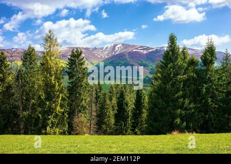 Wunderschöne Berglandschaft im Frühling. Schöne Aussicht mit Alpental im Hintergrund. Fichtenwald auf der Hangwiese. Flauschige Wolken auf einem BL Stockfoto