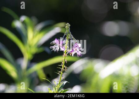 Isolierter einzelner Blütenstamm von Rosebay Weidenkraut (Chamerion angustifolium) Stockfoto