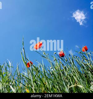Leuchtend roter Mohn schwingt sanft in der Brise unter einem klaren blauen Himmel an einem sonnigen Tag in einer lebhaften Wiese, Auvergne-Rhone-Alpes, Frankreich Stockfoto