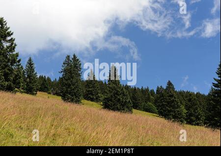 Fichten am Hang auf bewölktem Himmel Hintergrund im hellen Sommer Tag Stockfoto