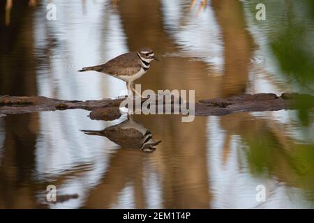 Killdeer (Charadrius vociferus) Single kill Liebe isoliert auf einem Felsen in der see mit reflektierten Mangroven im Hintergrund Stockfoto