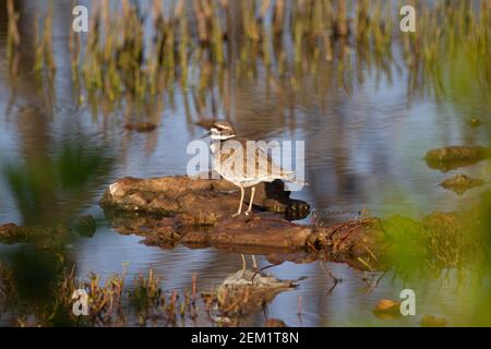 Killdeer (Charadrius vociferus) Single kill Liebe reflektiert auf einem Felsen in der see mit reflektierten Mangroven im Hintergrund Stockfoto
