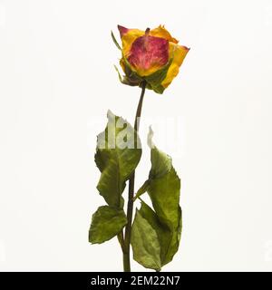 Eine getrocknete gelbe und rote Rose mit grünen Blättern vor einem schlichten weißen Hintergrund, die ihre zarte Schönheit und komplizierte Details zum Ausdruck bringt Stockfoto