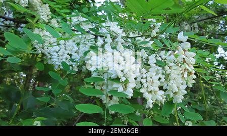 Akazienbaum in weißer Blüte sehr schön und duftend Stockfoto