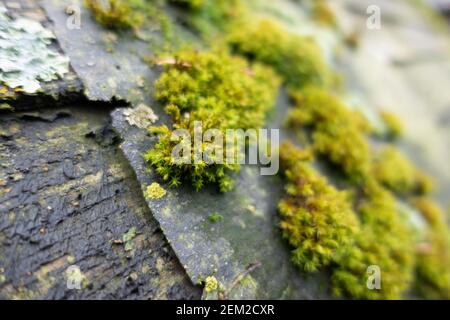 Moos auf Holz im Frühjahr Stockfoto