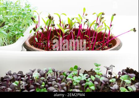 Micro Greens in Schalen, Sprossen von Rote Bete, Brunnenkresse, grüne und lila Basilikum zu Hause angebaut, gesunde Ernährung und DIY-Konzept Stockfoto