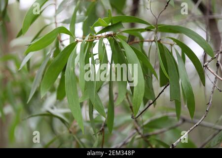 Persoonia levis, allgemein bekannt als die breitblättrige geebung, ein einheimischer Strauch im Lane Cove National Park, Thornleigh, Sydney, NSW, Australien. Stockfoto