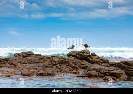 Ein Paar große Möwen, die auf einem Felsen sitzen Cape Towns wilde Küste Stockfoto